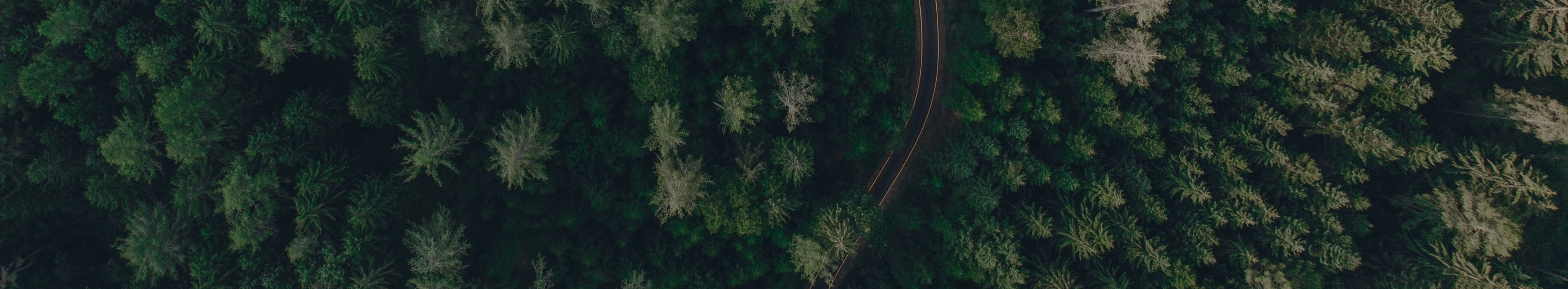 Blick von oben auf einen Wald, durch den eine Straße führt.